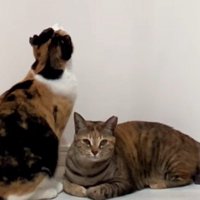 見上げる三毛猫の横にキジ猫（アップ）