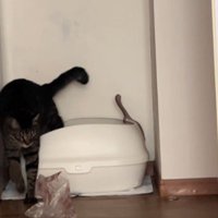 トイレから出てきた猫