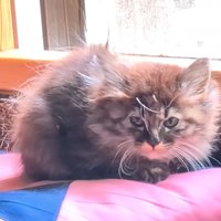 座って小さくなる子猫
