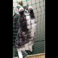 こちらを見るはなちゃん