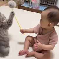猫用おもちゃを動かす赤ちゃんと子猫