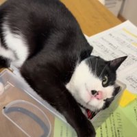 文房具入れに顔を擦り付ける猫