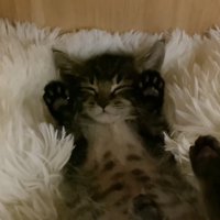 顔の横に上げた前足と肉球