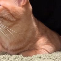 少し目を細める猫