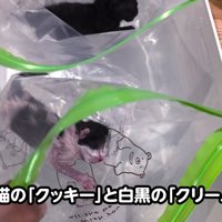 袋の中にいる子猫たち