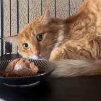 ご飯を前に怯える猫