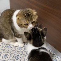子猫に顔を近づける成猫