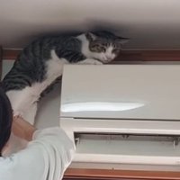 困る猫