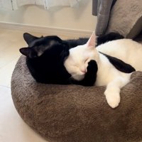 抱きしめる猫
