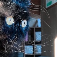 エキゾチックショートヘアーの顔から生える無数のヒゲ