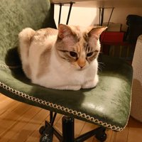 椅子の上で香箱座りをする猫