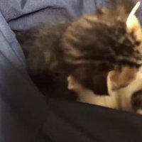 じゃれ合い