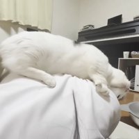 娘さんの肩のあたりに頭を預ける猫ちゃん（スリスリ中）