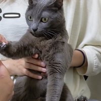 爪を切られる様子を見る猫