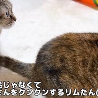 テロップ「お毛毛じゃなくて～」
