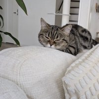 ソファの背もたれの上で目を閉じるミヌエット