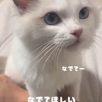 ママさんにナデナデを要求する子猫