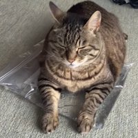 おもちゃの上でくつろぐ猫の写真3