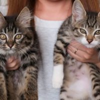 抱かれている猫