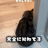 猫の背中