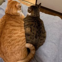 同居猫よりも大きくなった猫