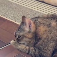 口を手で覆う猫3