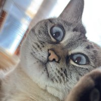 首をかしげて目を見開く猫