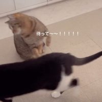黒白に飛び掛かるキジ猫