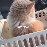 キャリーケースの中の猫