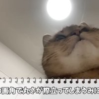 丸顔すぎる猫