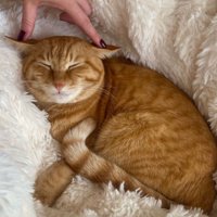 耳を触られながら眠る茶トラ猫