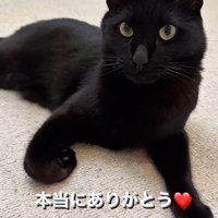 床に座って飼い主を見つめる猫