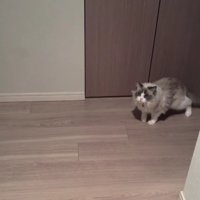 玄関で出迎える猫