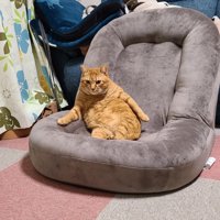 ソファーに座る猫
