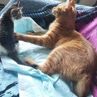 子猫と成猫