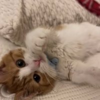 赤い首輪を見ながらへそ天している猫