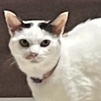 睨みつけている猫の表情