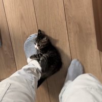 保護主の左足首にしがみついている子猫