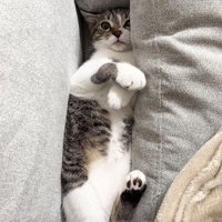 ソファにはさまる子猫