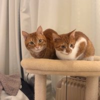 香箱座りをして画面右下を見つめる右側の猫