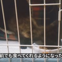 ごはんを食べる子猫