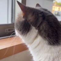 窓から外を見ている猫