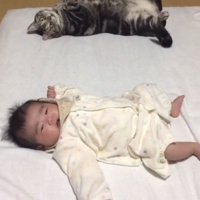 仰向きのまま振り返る猫