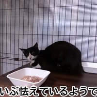 ケージの奥にいる猫