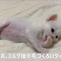 横になって毛づくろいしている子猫