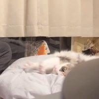 寝転がる猫