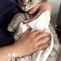 お腹を拭かれる猫