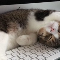 キーボードの上で眠る猫
