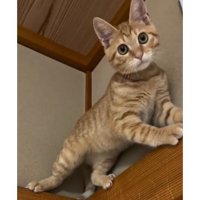 天井近くにいる猫