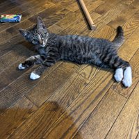 寝そべる子猫